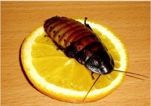Что делать, если появились тараканы в квартире?