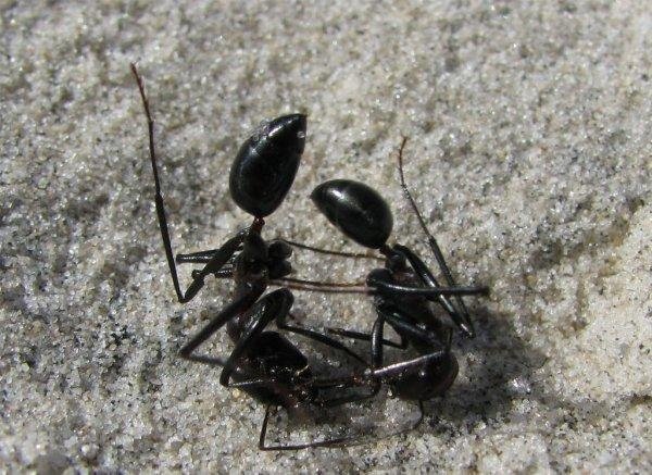 Большой черный муравей вред или польза thumbnail
