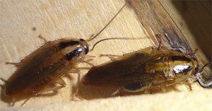 Эффективное средство — гель от тараканов
