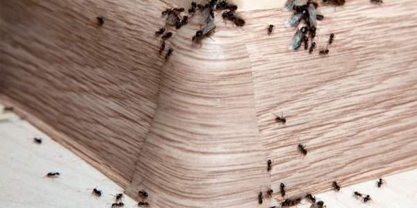 Bros от муравьев в порошке