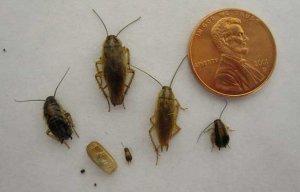 Все о том, как размножаются тараканы и полезные советы о предотвращении быстрого размножения