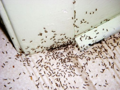Эффективные способы для самостоятельного уничтожения муравьев