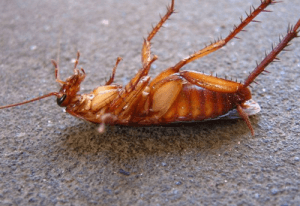Эффективные способы как избавиться от домашних тараканов в квартире в домашних условиях