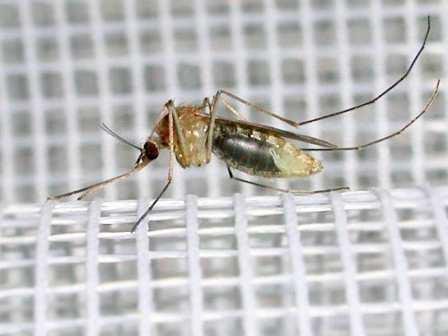 Чего опасаются комары