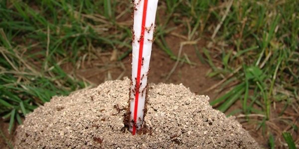Корица от муравьев: средство для борьбы с насекомыми