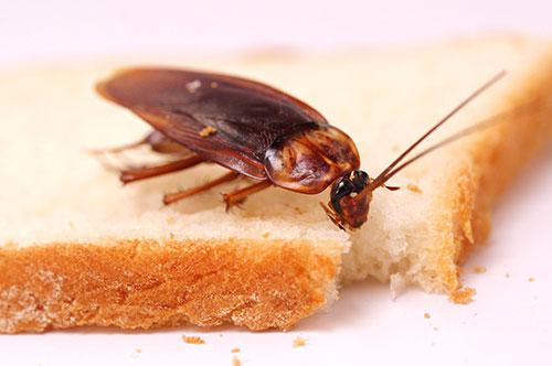 Способы избавиться от тараканов народными средствами