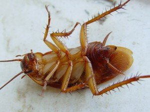 Какие виды тараканов обитают в квартире?