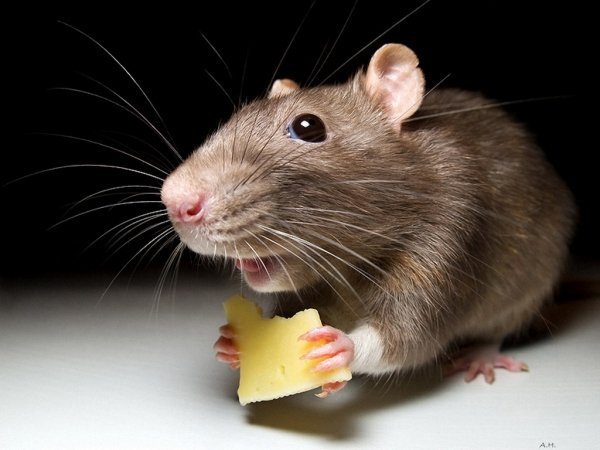 В чем отличие мыши от крысы: обзор характеристик
