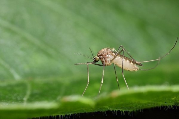Варианты спасения от комаров