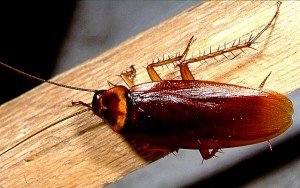 Эффективное средство — гель от тараканов