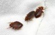 Дихлофос от муравьев: средства от насекомых и отзывы