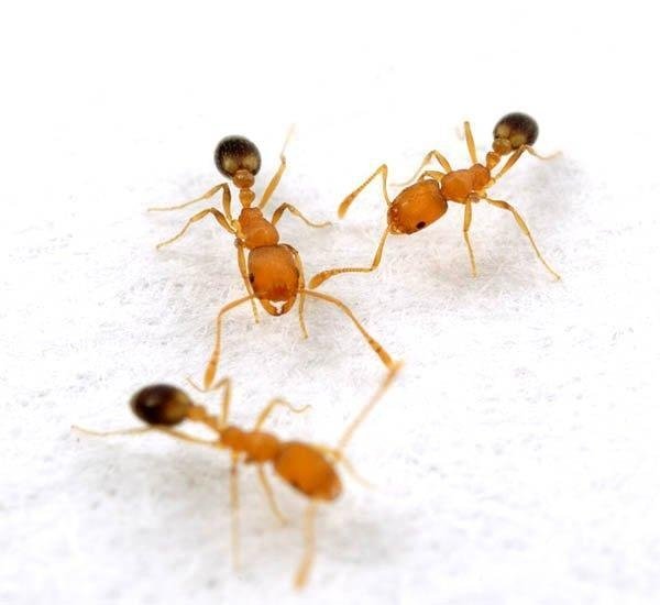 Насекомые дома? Как избавиться от рыжих муравьев в квартире?