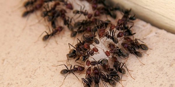 Фенаксин от муравьев: инструкция препарата