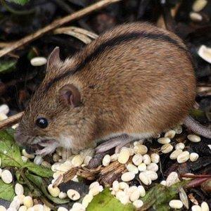 Чем же питается полевка в степи, лесу, тайге и на лугу? Является ли полевая мышь всеядной?