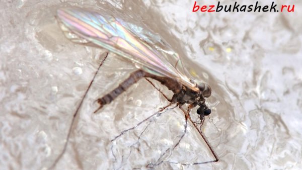 Почему появляются комары в доме зимой и как от них избавиться?
