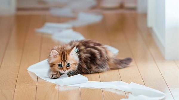 Как избавиться от кошачьего запаха мочи в квартире — народные и промышленные средства
