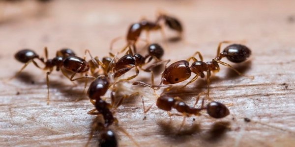 Корица от муравьев: средство для борьбы с насекомыми