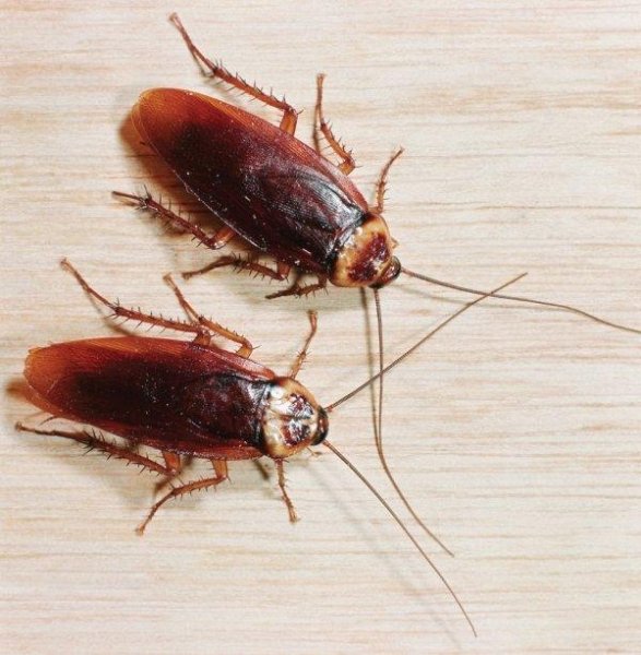 Такие разные виды тараканов: домашние, тропические, лесные и даже летающие. Фото и описание всех разновидностей