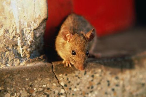 Как избавиться от крыс в доме