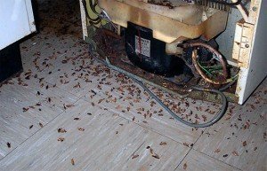 Что делать, если появились тараканы в квартире?
