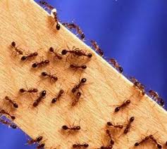 Как избавиться от домашних муравьёв.