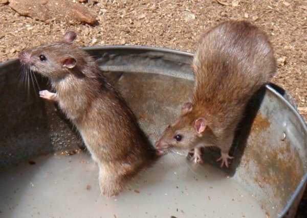 Как вывести мышей из частного дома