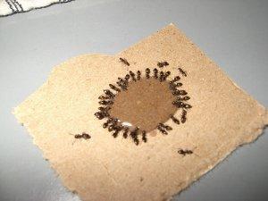 Как избавиться от надоедливых насекомых? Борьба с муравьями в квартире народными средствами