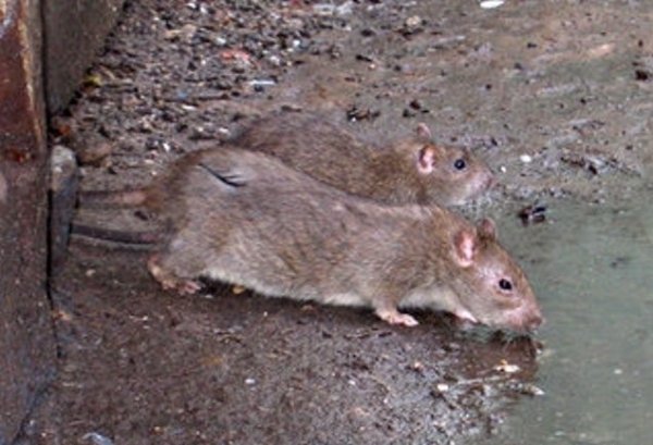 Куда жаловаться если появились крысы в подъезде