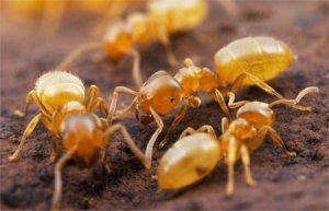 Как победить домашних насекомых — желтых муравьев?