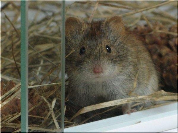 Запасливые мышки, живущие колониями — Полевки-экономки