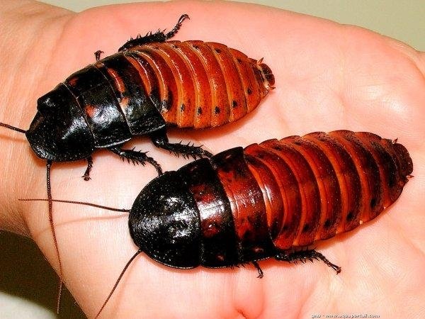 Такие разные виды тараканов: домашние, тропические, лесные и даже летающие. Фото и описание всех разновидностей