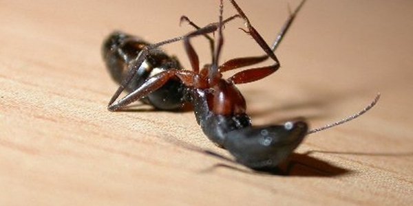 Фенаксин от муравьев: инструкция препарата