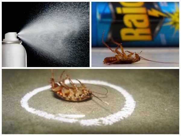Как эффективно избавиться от тараканов
