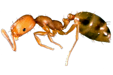 Способы избавления от муравьев в квартире рыжих