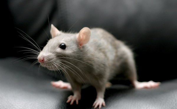 Серая крыса: всегда рядом с человеком