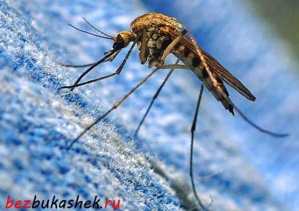 Обзор самых эффективных ловушек для защиты от комаров