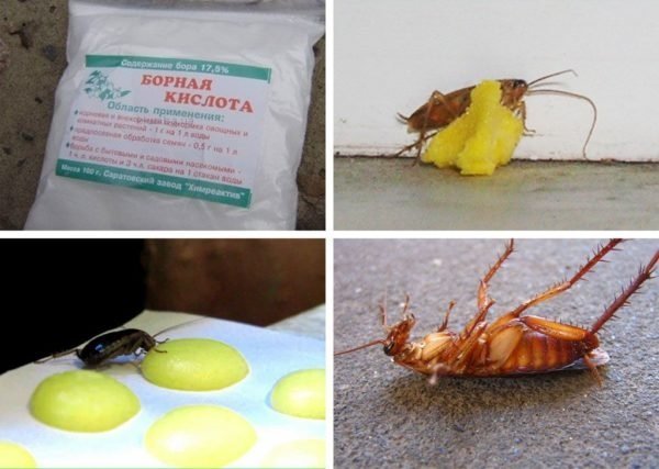 Народное средство от тараканов — борная кислота с яйцом: рецепты приготовления, рекомендации по применению, плюсы и минусы препарата