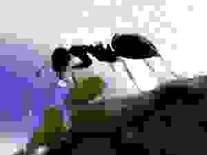 народные рецепты борьбы с тараканами в квартире. Смотреть фото народные рецепты борьбы с тараканами в квартире. Смотреть картинку народные рецепты борьбы с тараканами в квартире. Картинка про народные рецепты борьбы с тараканами в квартире. Фото народные рецепты борьбы с тараканами в квартире народные рецепты борьбы с тараканами в квартире. Смотреть фото народные рецепты борьбы с тараканами в квартире. Смотреть картинку народные рецепты борьбы с тараканами в квартире. Картинка про народные рецепты борьбы с тараканами в квартире. Фото народные рецепты борьбы с тараканами в квартире