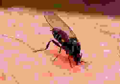 ночью кусают мошки в квартире что делать. Смотреть фото ночью кусают мошки в квартире что делать. Смотреть картинку ночью кусают мошки в квартире что делать. Картинка про ночью кусают мошки в квартире что делать. Фото ночью кусают мошки в квартире что делать ночью кусают мошки в квартире что делать. Смотреть фото ночью кусают мошки в квартире что делать. Смотреть картинку ночью кусают мошки в квартире что делать. Картинка про ночью кусают мошки в квартире что делать. Фото ночью кусают мошки в квартире что делать